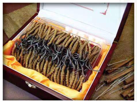 武陵冬虫夏草回收